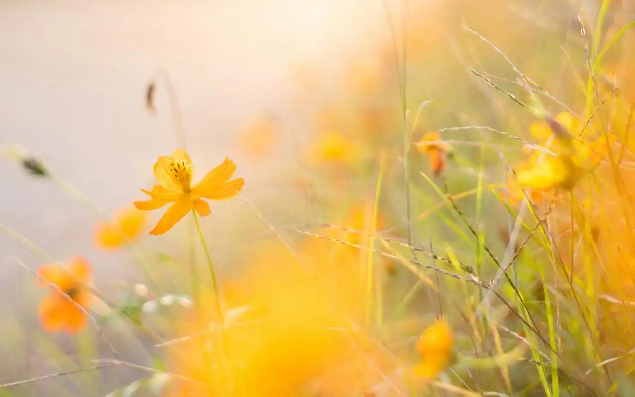 上一张 下一张 简介 分享一组1920x1200的治愈系唯美意境高清桌面壁纸