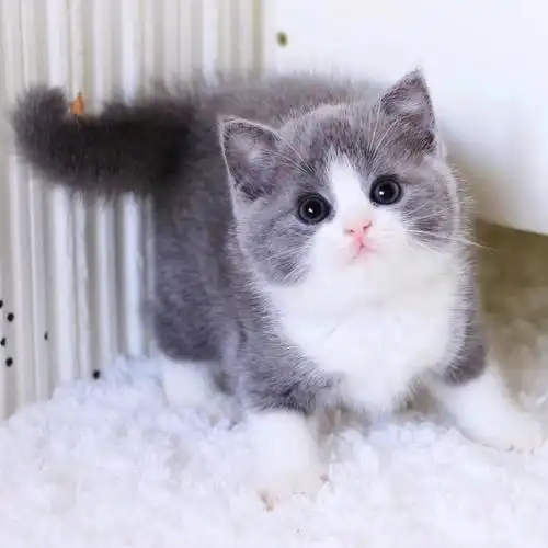 家养活体宠物猫蓝白蓝猫英国短毛猫幼崽小奶猫矮脚猫乳白纯白英短