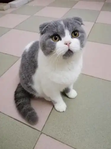 cfa单血统蓝白英短猫预定