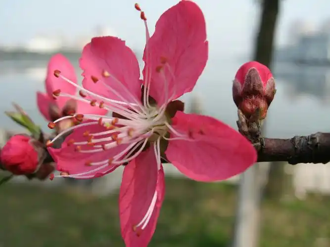 桃花的花瓣是椭圆形的,颜色更是五彩缤纷,有粉红色的,白色的,紫红色的