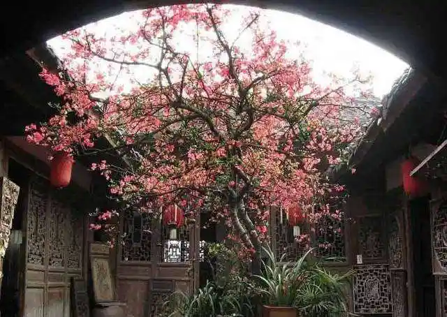 另外海棠树也是风水植物,有挡煞生财的效果,适合种植在庭院