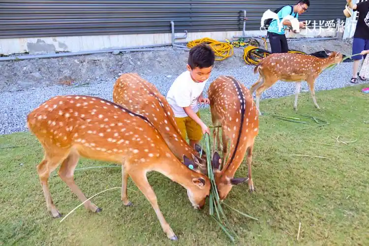 【宜兰新景点】斑比山丘|台版奈良与小鹿互动免排队法公开!