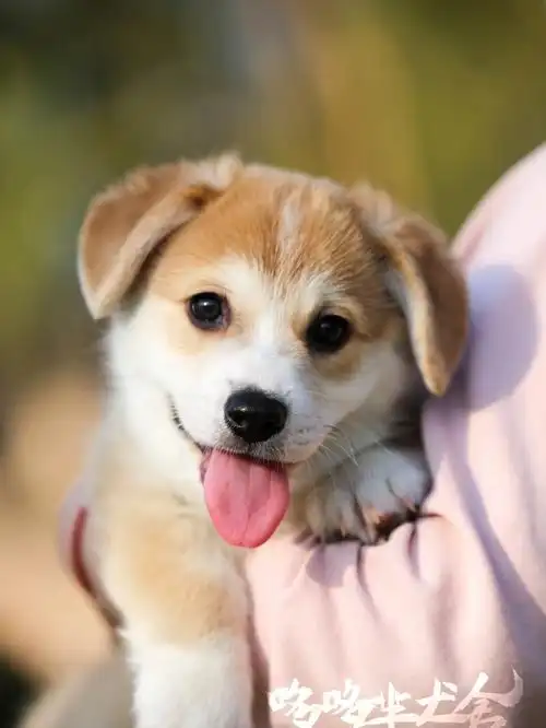 还没来得及立耳的小柯基也很可爱呀