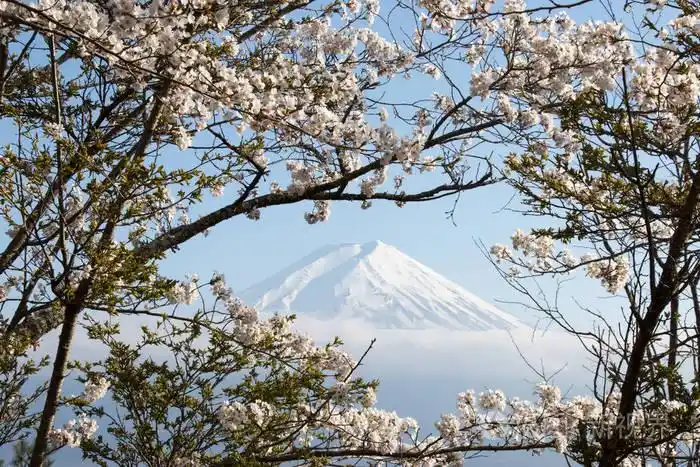 用樱花盛开的作为前景色为背景的日本富士山