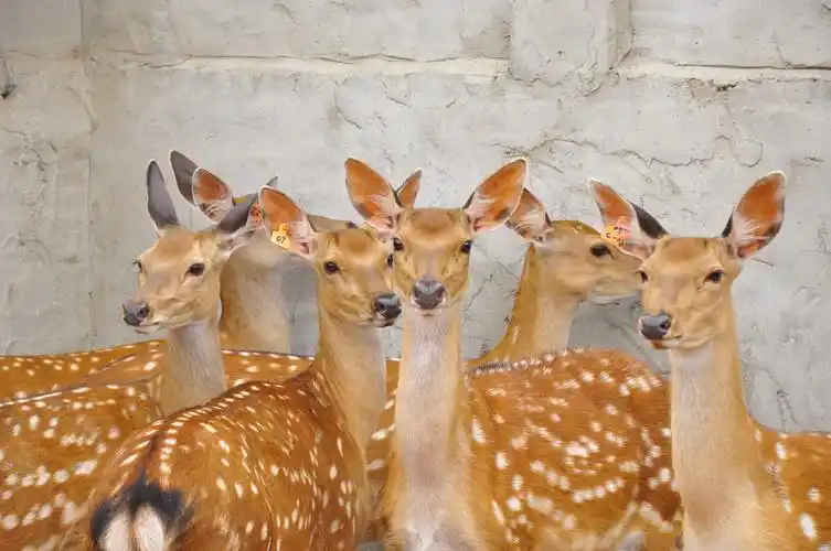 p>天山马鹿(学名:cervus elaphus songaricus),是产于 a href="#"