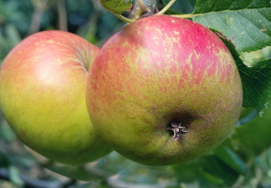 大国光苹果有什么特点?口味独特的苹果 吃过的人都忘不掉! - 四季植物