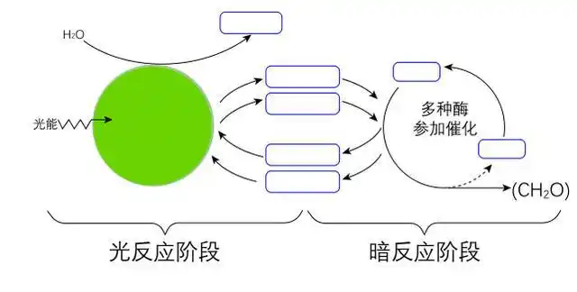 co2→叶绿素→adp3.根据光合作用的基本过程填充下图. 1.