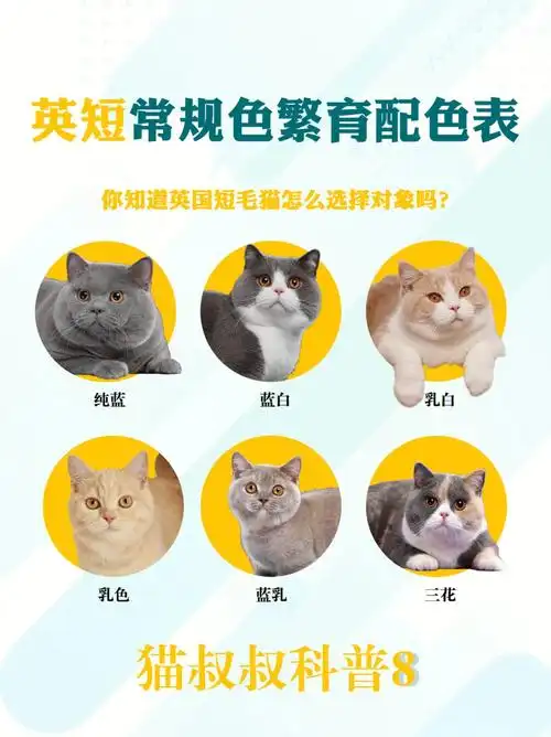 最新整理英短常规色繁育配色图谱种公种母