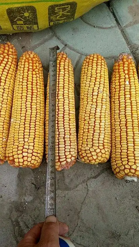 沃玉964玉米产量如何