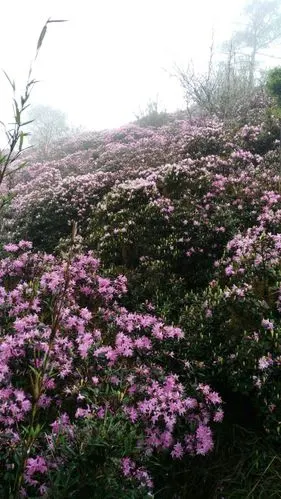 大美马鹿——雨滴
