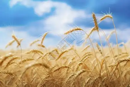 成熟的小麦背景图片