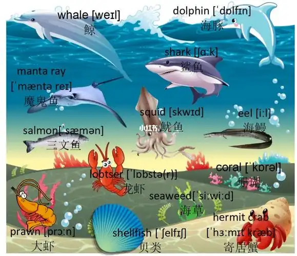 亲子英语启蒙|海洋生物英语词汇