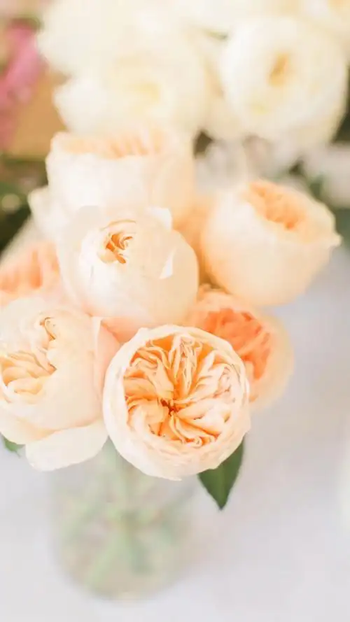 小清新花卉静物图片手机壁纸