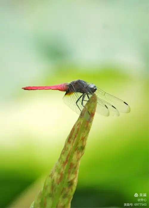 蜻蜓立荷叶