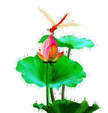 蜻蜓61荷﹏﹏﹏﹏﹏﹏﹏﹏﹏﹏﹏﹏﹏﹏﹏﹏﹏﹏﹏﹏﹏﹏文/王紫