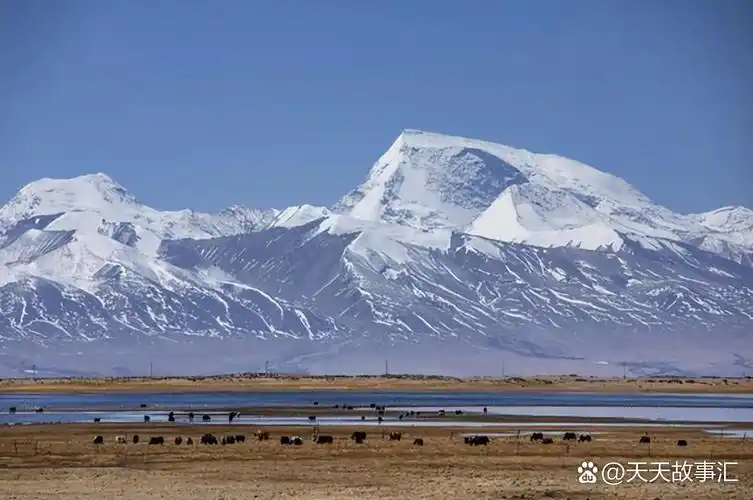 青海无人区边缘的误会与警示  在广袤无垠的青海无人区边缘,一起看似