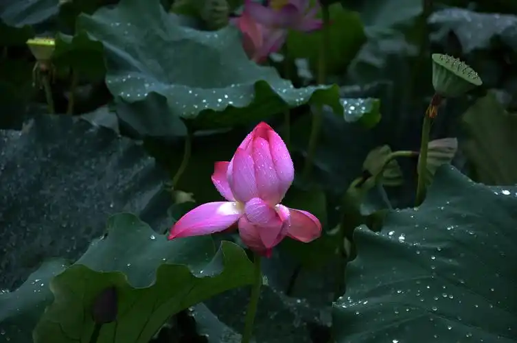 雨中的荷花