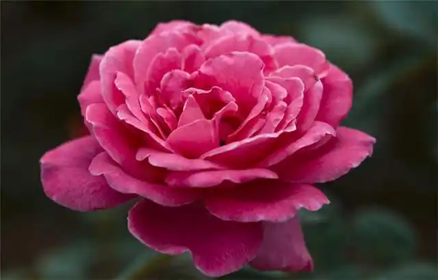 这些植物漂亮又好养,开花非常惊艳,花友们一定要养