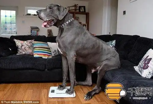 英国最大的狗狗,每月要吃上千元的狗粮