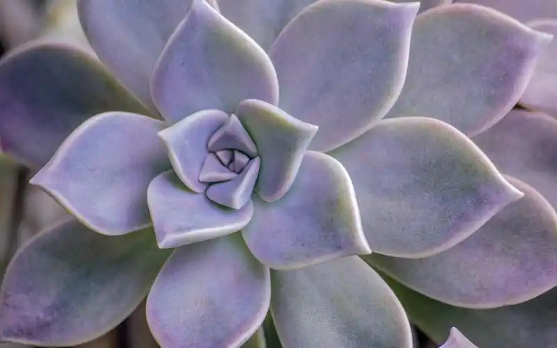 宝石花,多肉植物,宝石花,高清壁纸,桌面图片-壁纸族