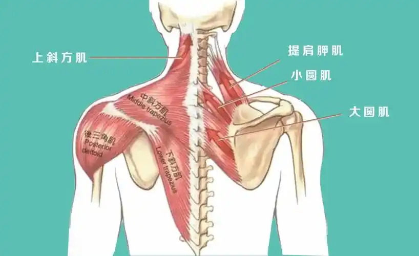 肩胛骨不稳会引发颈椎问题