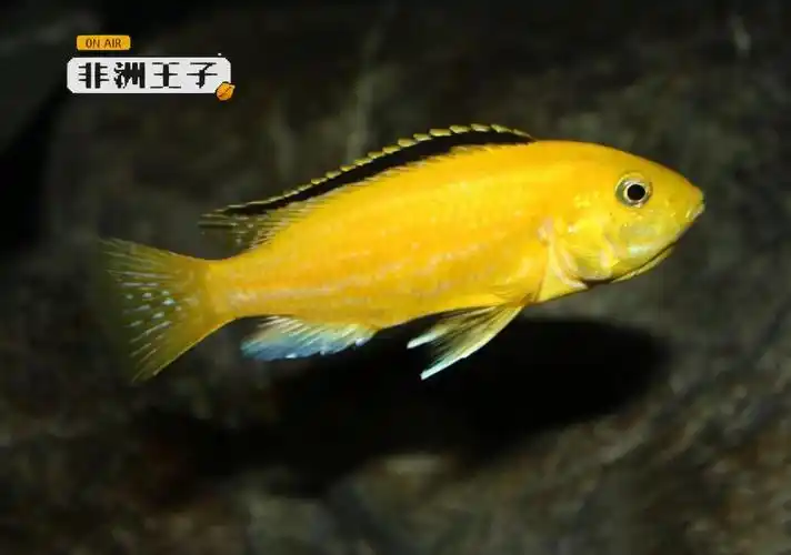 95名:非洲王子学名:淡黑镊丽鱼非洲王子原产于非洲马拉维湖,属于