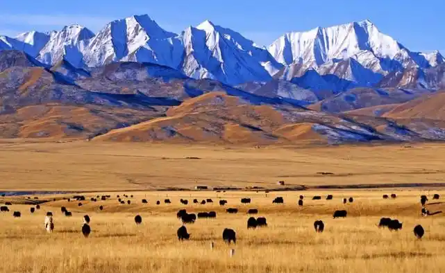 青藏高原 图片来源:网络青藏高原孕育着广袤的高寒草甸草场,但同时也