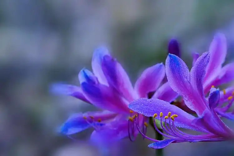 花开不见叶…彼岸花