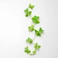 幸运草微信头像好吗点击鼠标右键下载