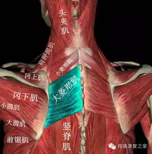 【每日一肌】--菱形肌