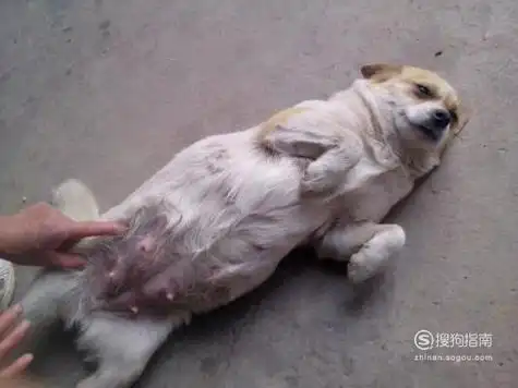 怎么判断狗狗怀孕