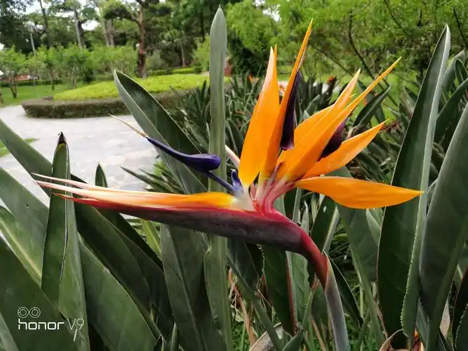 天堂鸟与旅人蕉