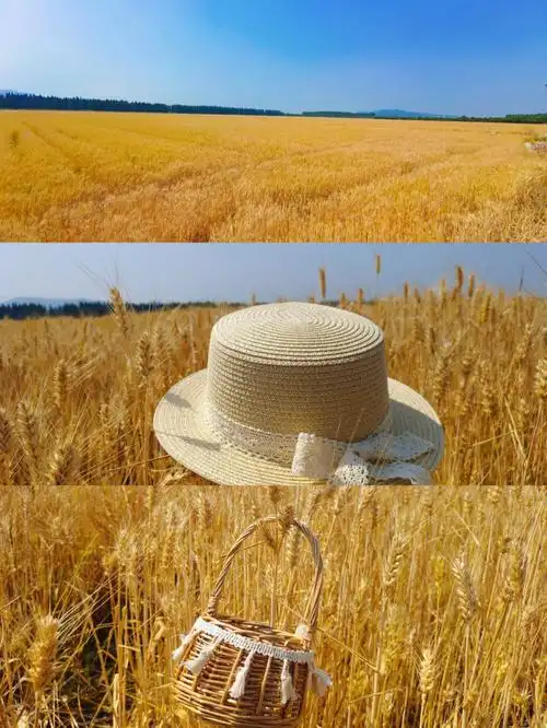 错过了绿色的麦田金色的也很美#金色麦田  #儿童摄影  #亲子时光