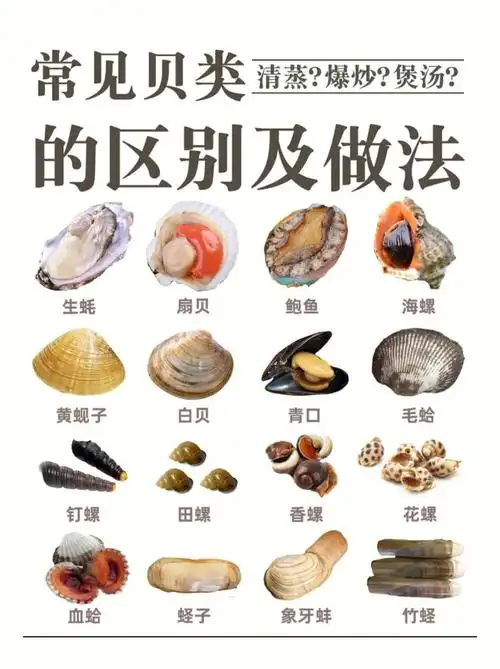 贝类说明书如何健康地吃贝类