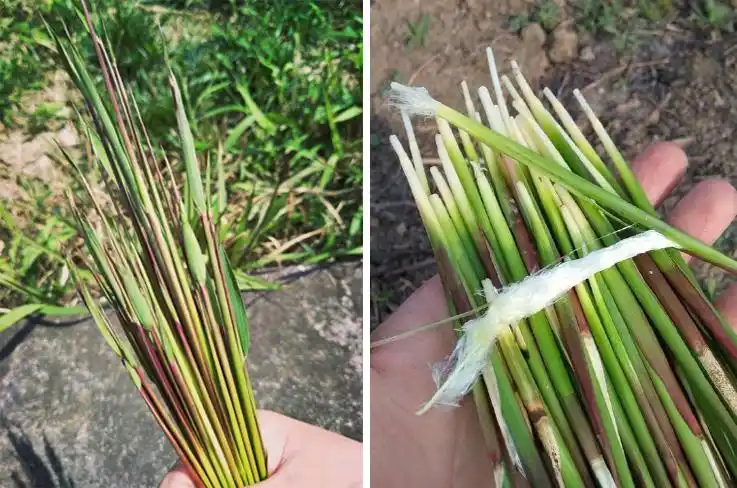 20世纪90年代吃茅草嚼冰凌的乡村生活时光