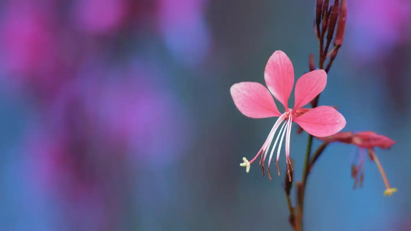 唯美花卉植物摄影图片高清宽屏桌面壁纸