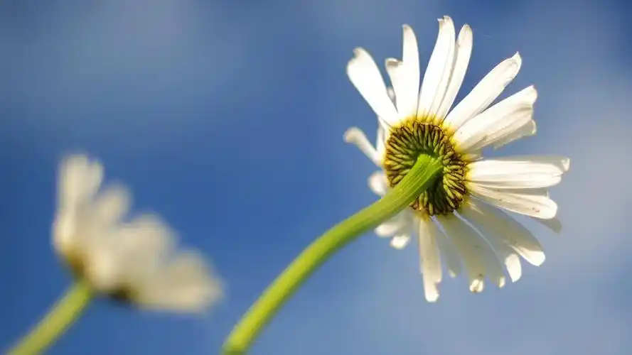 夏日清新小雏菊动态壁纸