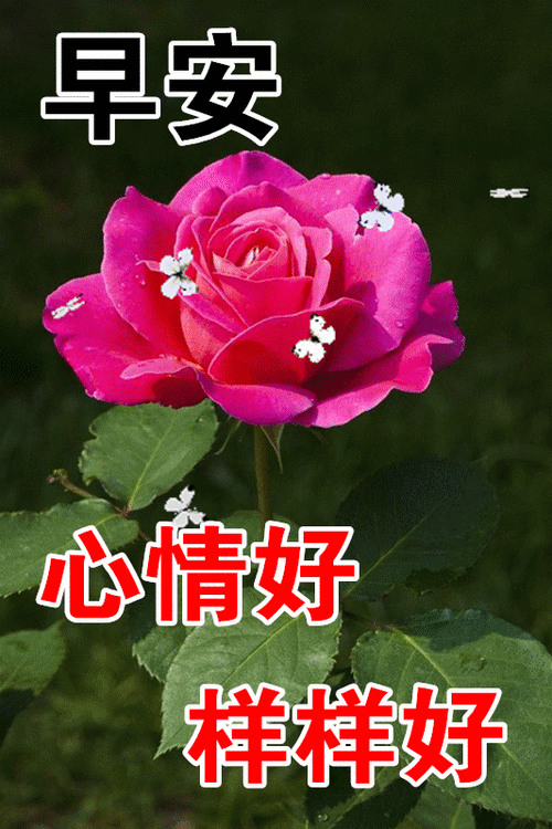 11月最新免打字聊天的中老年表情包 11月不用打字聊天的早上好祝福