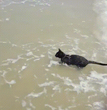 搞笑动物萌宠可爱gif动图_动态图_表情包下载_soogif