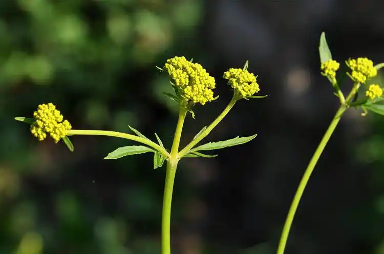 植物野菜草本植物草本野菜黄花龙牙