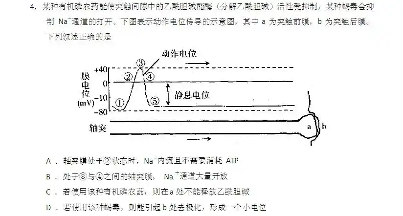 4之间才是去极化,是答案错还是老师讲错了啊