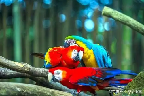 等到你了,欢迎你来阅读我的文章,作者旨在推动野生动物保护的观念