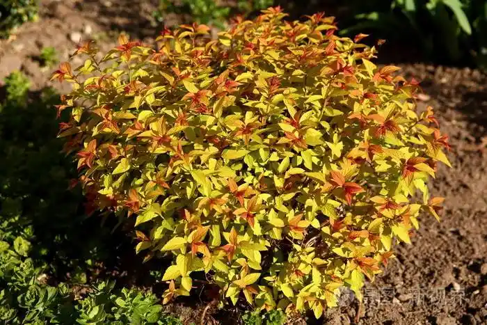 明亮阳光下的黄色小灌木