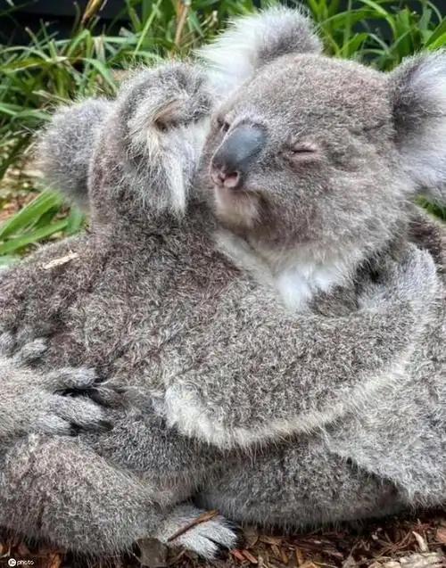 画面太温馨了!澳大利亚考拉宝宝互相拥抱相依相偎