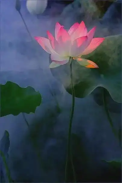 柯汝读邮:t54荷花 佛教之圣花(收藏版)