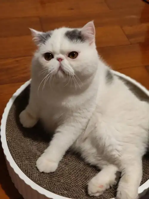 这只是还没发腮吗加菲