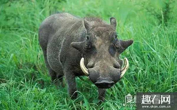 世界上最丑的猪长什么样,长有獠牙面目狰狞(为了自我保护)