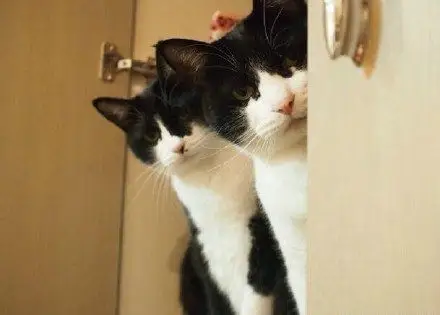 双胞胎喵星人卖萌动作神同步