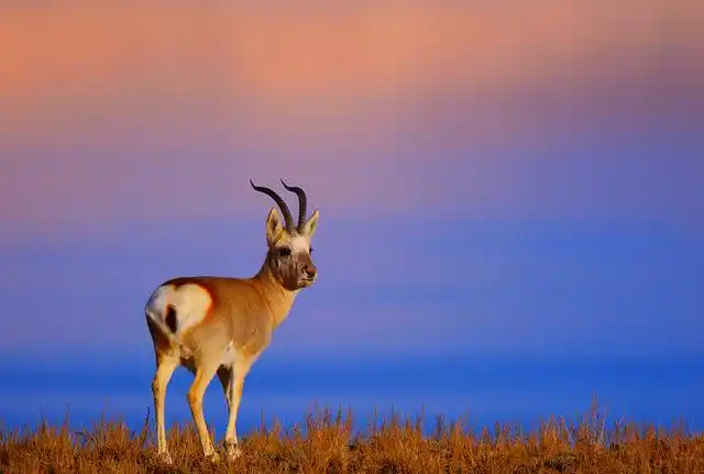 也有这样的高清大图:然后我看到的照片,有这样的:看见藏羚羊了,高原里