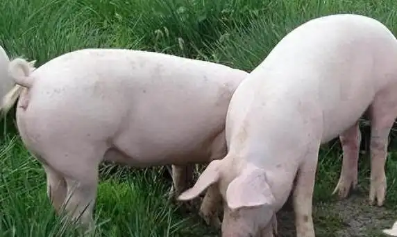 一夜涨1块!生猪价格"红似火",明日猪价还要大涨?